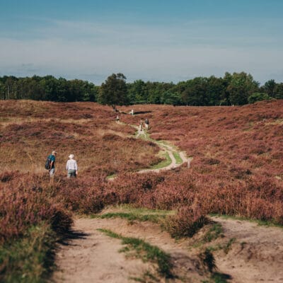 Wandelaars op de hei in noord-drenthe